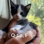 Q-tip