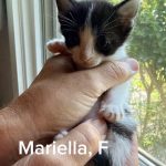 Mariella