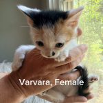 Varvara