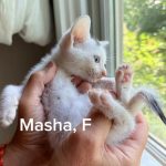 Masha