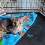 Rav