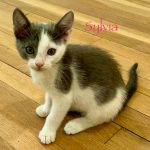 Sylvia