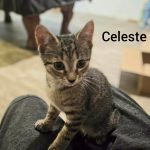 Celeste