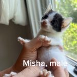 Misha