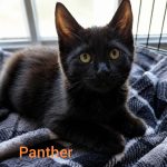 Panther