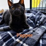Pepper