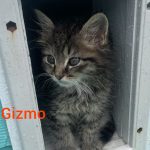Gizmo