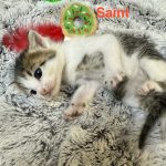 Saint