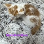Marshmellow