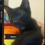 Norm