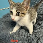 Vera