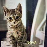 Nova