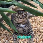 Hubert