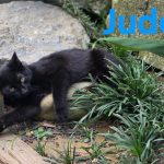 Jude