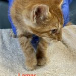 Lamar