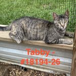 Tabby