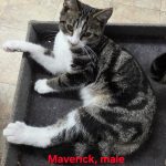 Maverick