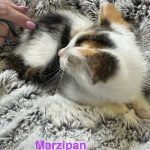 Marzipan
