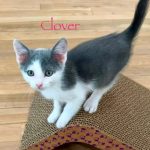 Clover