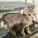 Cosmo
