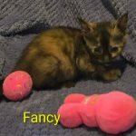 Fancy