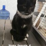 Nova