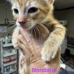 Mandarin