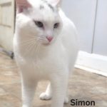 Simon