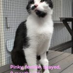 Pinky