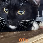 Q-tip
