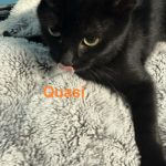 Quasi