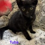 Tuba