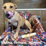 Vanna