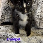 Trumpet