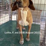 Lolita