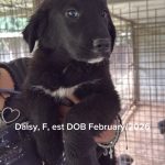 Daisy