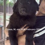 Chase/reserved