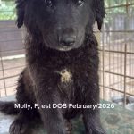 Molly