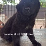 Jackson/reserved