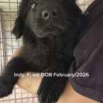 Indy/reserved