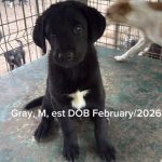 Gray/reserved