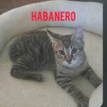 Habanero