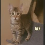 Jax
