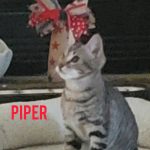 Piper