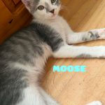 Moose