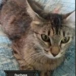 Duchess