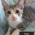 Ranger