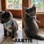 Juliett