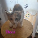 Stevie