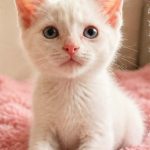 Queso